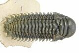 Large, Crotalocephalina Trilobite - Rock Removed Under Shell #309215-2